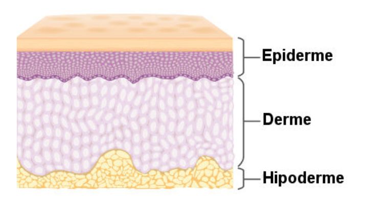 Representação gráfica das camadas da pele