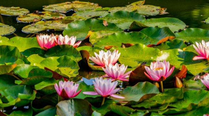 Lírios flutuantes em lagoa verde