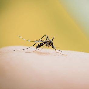 destaque dengue